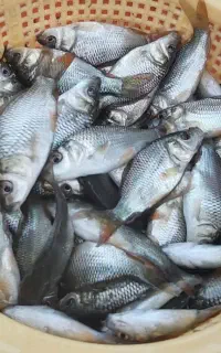 غذا ماهی. کپور فیتو آمور