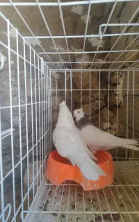 پرنده