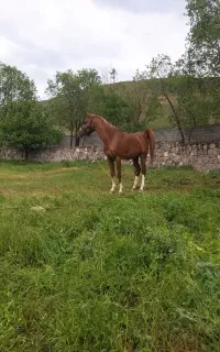 اسب عرب وکرد