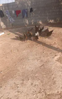 برای فروش