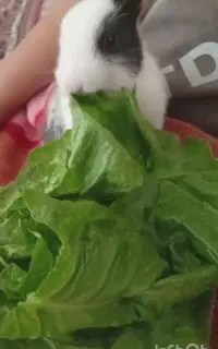 بچه‌خرگوش‌خوشگل‌لوپ‌