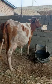 گاو شیری شکم چهارم