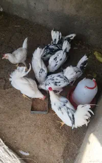 خروس گلین