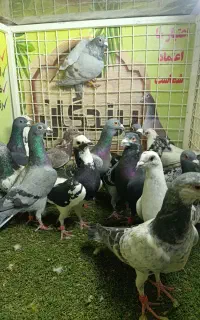 انواع دسته های آلمانی و رنگی