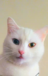 4تابچه گربه نژاد اسکاتیش وان