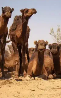 شیر شتر ودوغ شتر