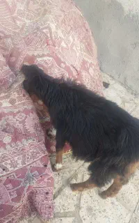 بزغاله کوچک