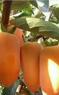 تولید نهال خرمالو موزی گلدانی