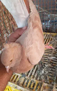 ماده