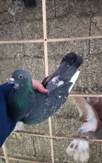 کبوتر