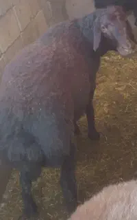 قوچ شیشک