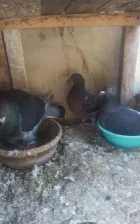 جوجه دوبال پلاکی
