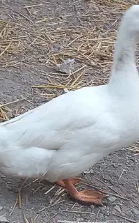 اردک نر