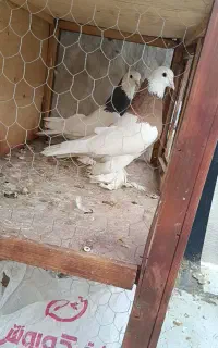 طوقی