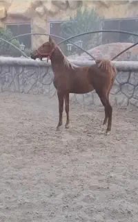 کره مادیون از سهیل حیدر و خط خونی طوفان کبیر