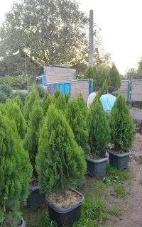 کامیس نوکدار