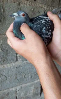 کبوترخارجی دوبال اهوازی یهودی