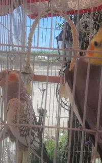 پرنده عروس هلندی+ قفس بزرگ