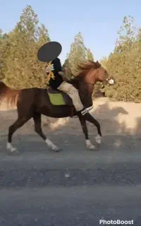 معاوضه/فروش فوری اسب نژاد عرب ایران