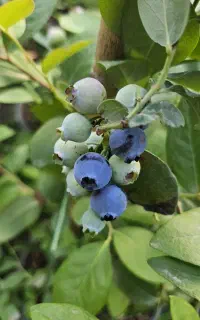 رزبری گوجه بری بلوبری دانه درشت