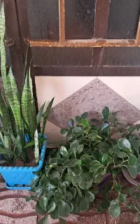 گل سانسوریا، گل قاشقی