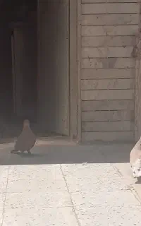 یک جفت کبوتر زرد