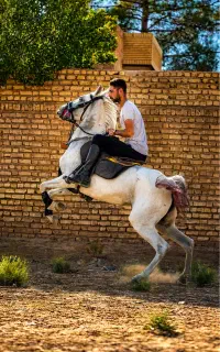 سواری اسب