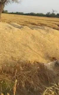کاه گندم کاه کوب تمیز  کیلویی  ۸.۵۰۰  تومان
