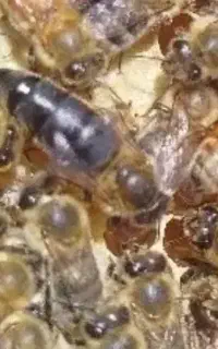 زنبور نژاد کارنیکا آلمانی و اتریشی