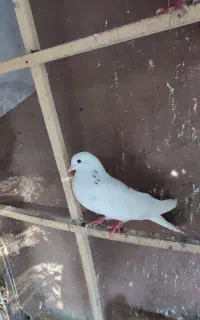 کبوتر