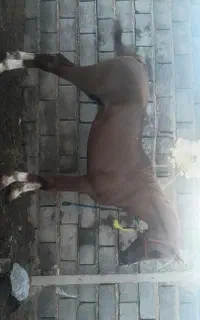 اسب عرب دوسر جوان زیبا