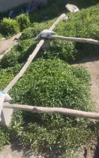 شیتل گوجه ،بادمجان ،فلفل