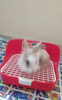 خرگوش لوپ