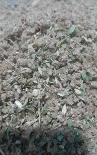 ترنجبین تازه امسالی