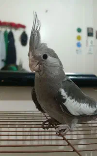 عروس هلندی نر و ماده سینامون