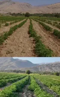 بهترین و ارزانترین کود جایگزین در گرانی کودشیمیایی