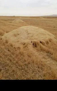 کاه جمع میکنیم