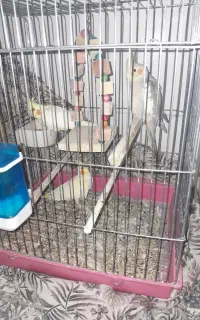 عروس هلندی