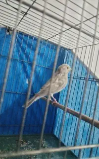 قناری بخون شلاقی رو در رو میخونه دیوانه رنگ خواص