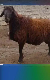 گم شده
