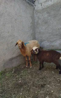 میش داشتی بره ماده
