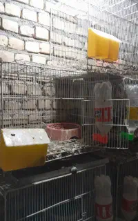 قفس جفتگاه ۴۰ در۶۰
