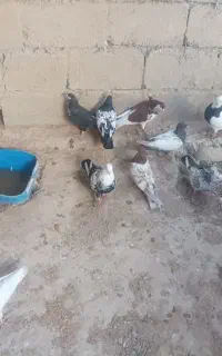 کفتر  کبوتر