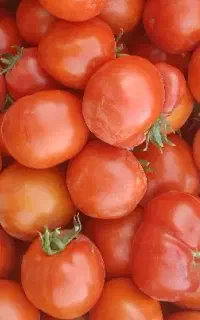 گوجه درجه یک