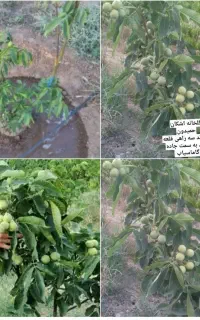 تولید کننده نهال ( اشکان حمیدوند)