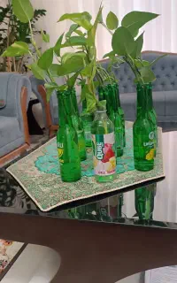 قلمه گل پتوس