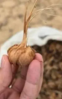 پیاز زعفران
