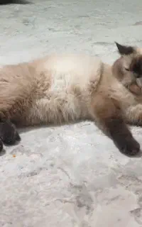 گربه گمشده ۱۰ تومن مژدگانی