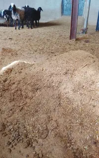 کودحیوانی گوسفندی