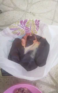 جیگر، دل، گوشت گوساله